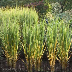 Panicum Virgatum North Wind