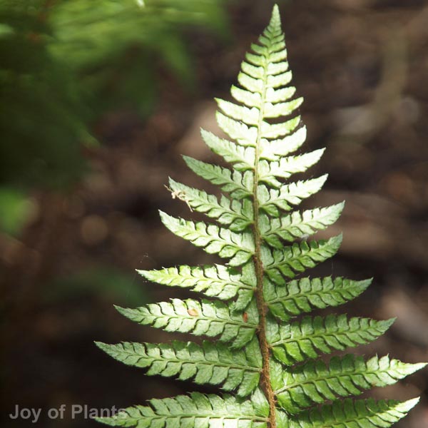 Awaiting product image