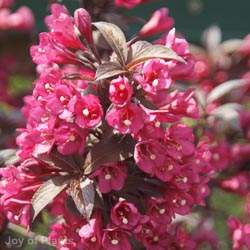 Weigela minor Black