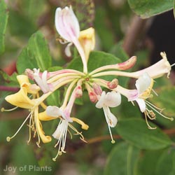Lonicera Graham Thomas