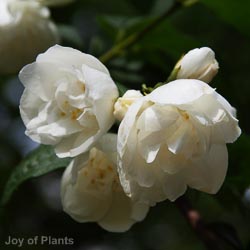 Philadelphus Virginal