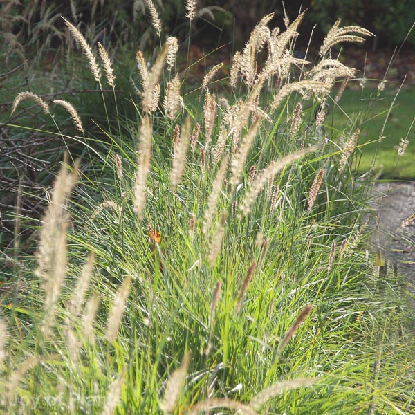 Awaiting product image