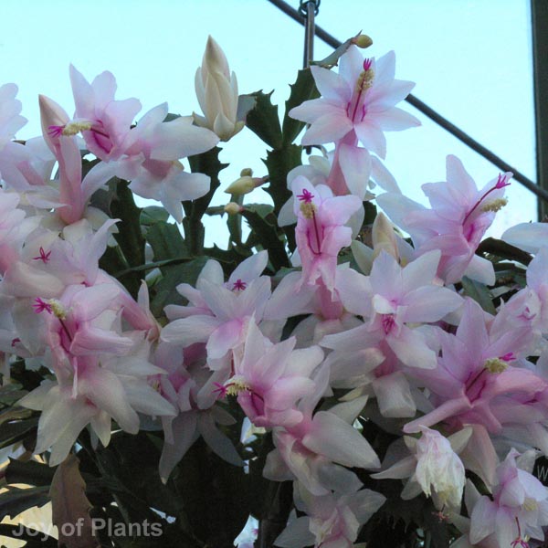 Awaiting product image