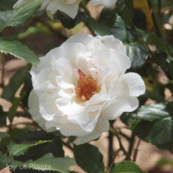 Awaiting product image