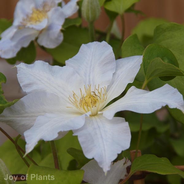 Awaiting product image