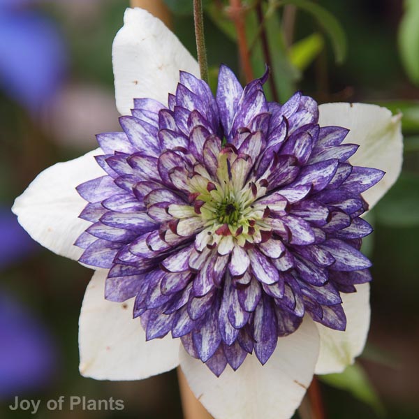 Awaiting product image