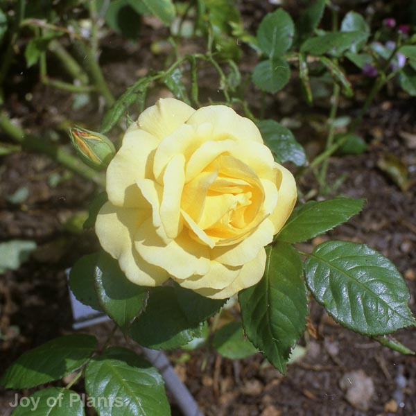 Awaiting product image