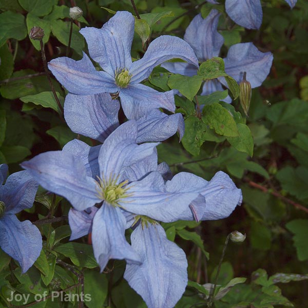 Awaiting product image