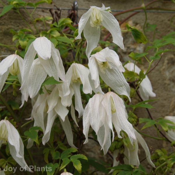 Awaiting product image