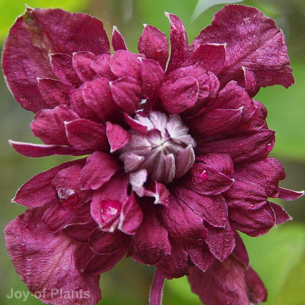 Awaiting product image