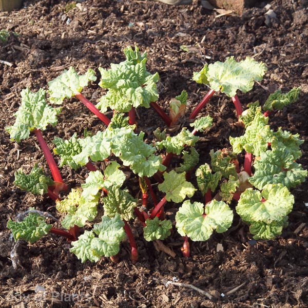 Awaiting product image