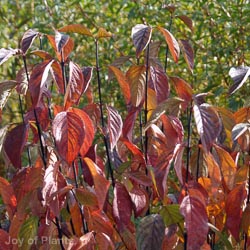 Cornus alba Kesselringii