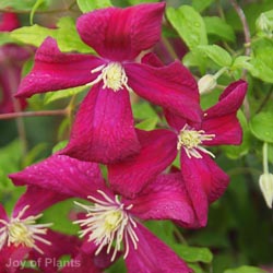 Clematis Julia Correvon