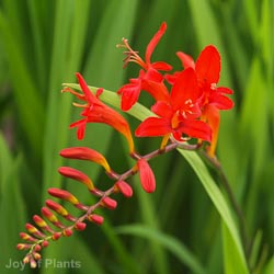 crocosmia lucifer