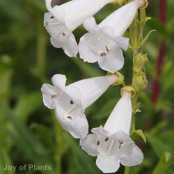 Penstemon 'White Bedder'