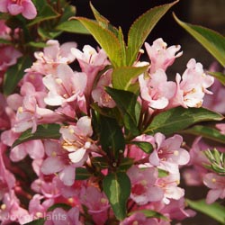 Weigela Pink Poppet