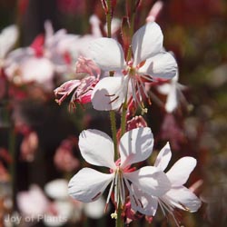 Gaura lindheimeri