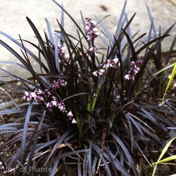 Ophiopogon nigrescens
