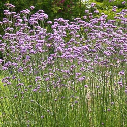 Verbena bonariensis