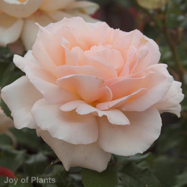 Awaiting product image