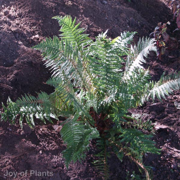 Awaiting product image