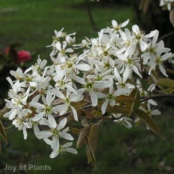 Amelanchier lamarckii MSTEM