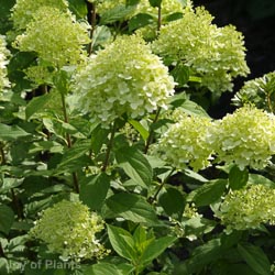 Hydrangea pan. Limelight