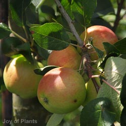 Malus Dom Scrumptious