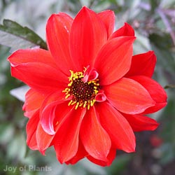 Dahlia Dreamy Nights