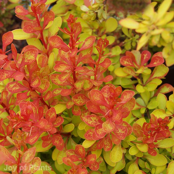 Awaiting product image