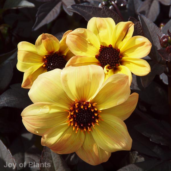 Awaiting product image