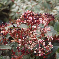 Viburnum tin Spirit 5L
