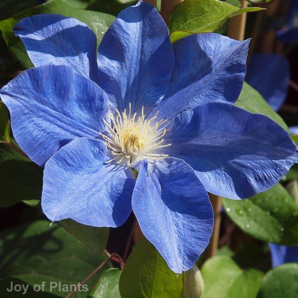 Awaiting product image