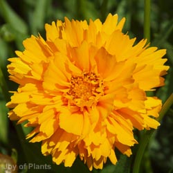 Coreopsis Early Sunrise