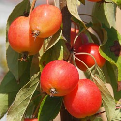 Malus John Downie