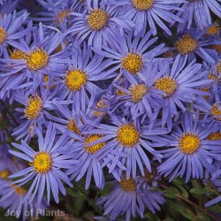 Aster Anneke