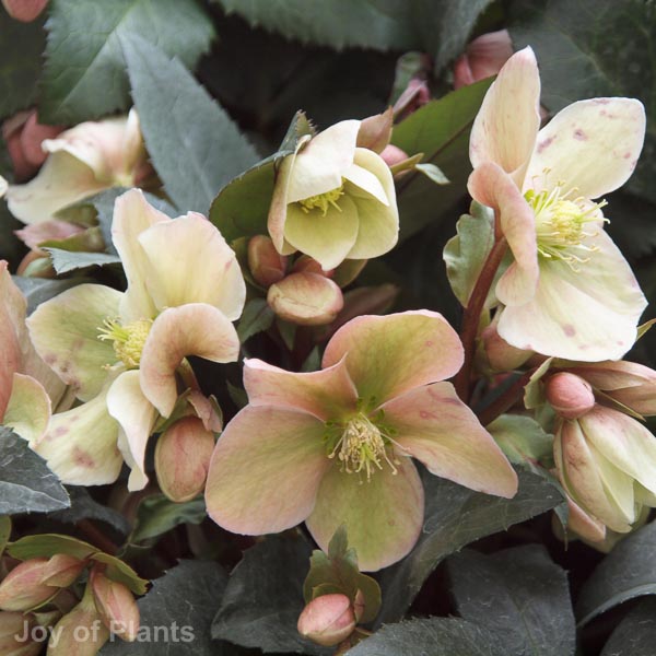 Awaiting product image