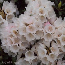 Rhododendron Yak Hoppy Planter