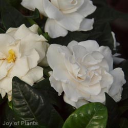 Gardenia Grandiflora