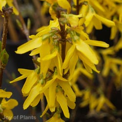 Forsythia int. Lynwood