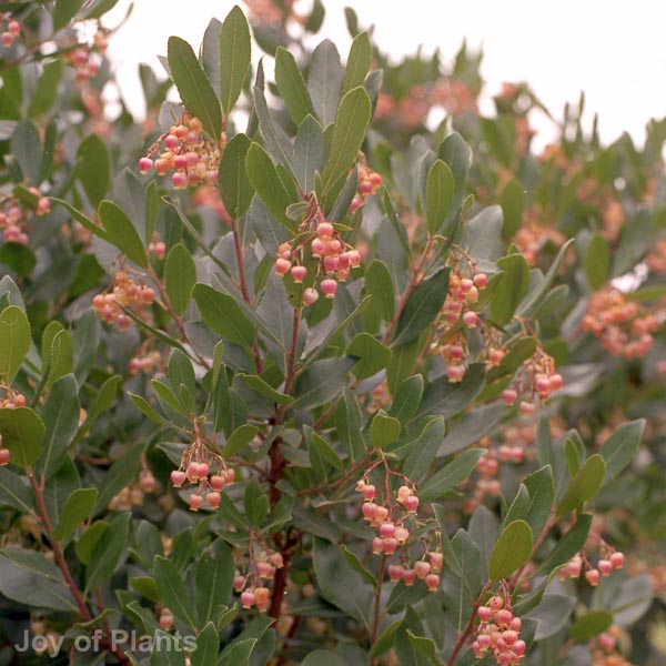 Awaiting product image