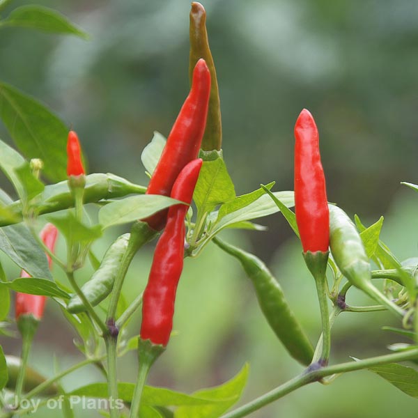 Awaiting product image