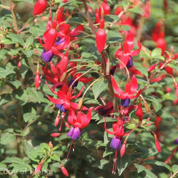 Awaiting product image