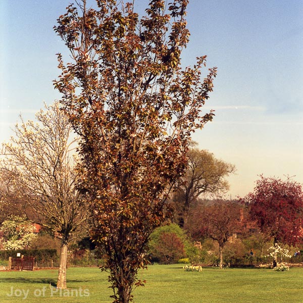 Awaiting product image
