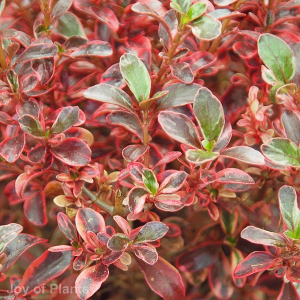 Awaiting product image