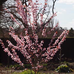 Prunus cerasifera Nigra