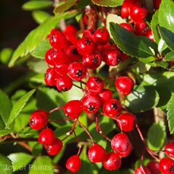 Pyracantha Red Column