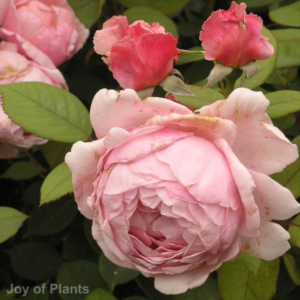 Awaiting product image