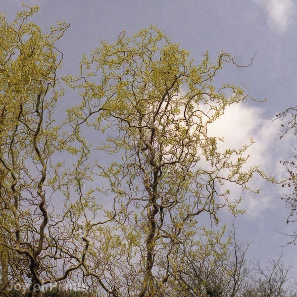 Awaiting product image