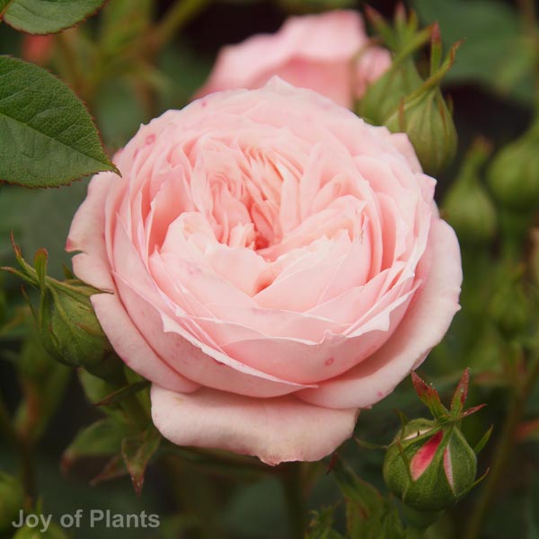 Awaiting product image